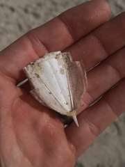 Sepia opipara