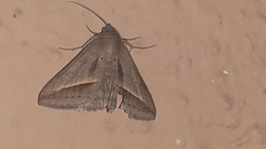 Mocis frugalis