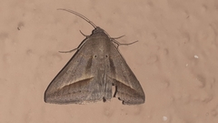 Mocis frugalis
