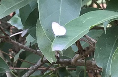 Neopithecops zalmora