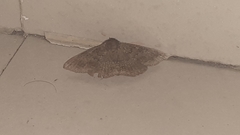 Ericeia