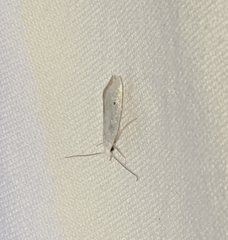 Eucalantica polita