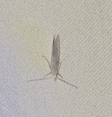 Eucalantica polita