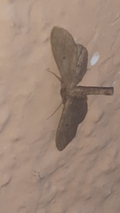 Lepidoptera