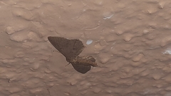 Lepidoptera