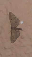 Lepidoptera
