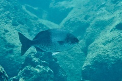 Hawaiian Chub photo 5