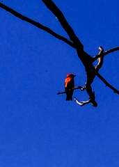 Pyrocephalus rubinus