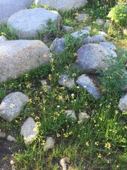 Triteleia ixioides anilina