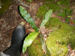 Asplenium scolopendrium americanum