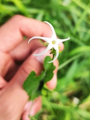 Rytidostylis gracilis