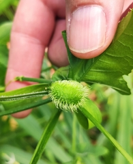 Rytidostylis gracilis