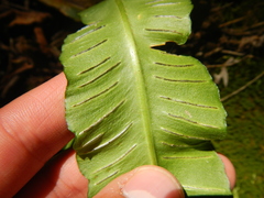 Asplenium scolopendrium americanum