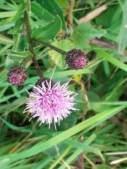 Cirsium arvense