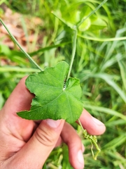 Rytidostylis gracilis