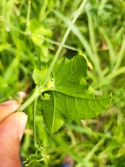 Rytidostylis gracilis