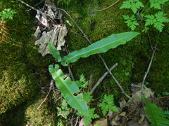 Asplenium scolopendrium americanum