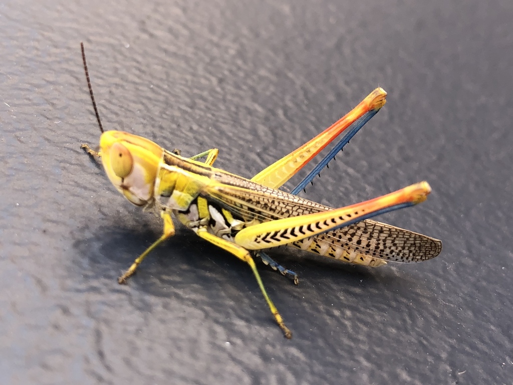 Red-thighed Macrotona