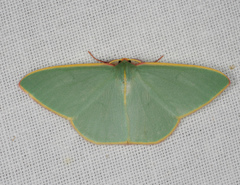 Chlorocoma assimilis