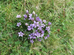 Gentianella germanica