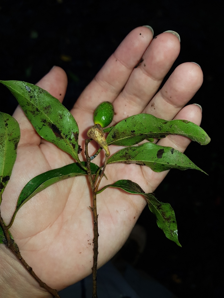 Nectandra smithii