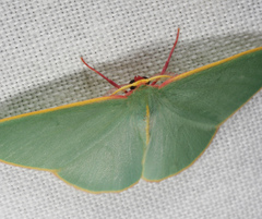Chlorocoma assimilis