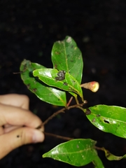 Nectandra smithii