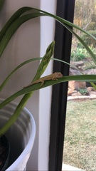 Bradypodion thamnobates