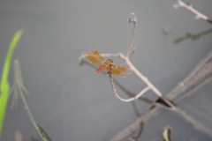 Brachythemis contaminata