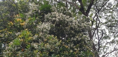 Syzygium myrtifolium