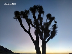 Yucca decipiens
