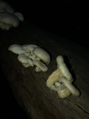 Fungi