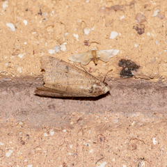 Idaea trypheropa