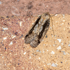 Philobota baryptera