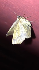 Antepione thisoaria