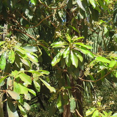 Buchanania arborescens