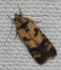 Hemiarcha thermochroa