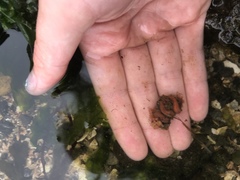 Tubulanus