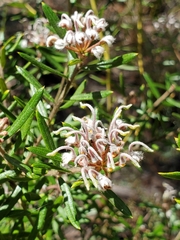 Grevillea phylicoides