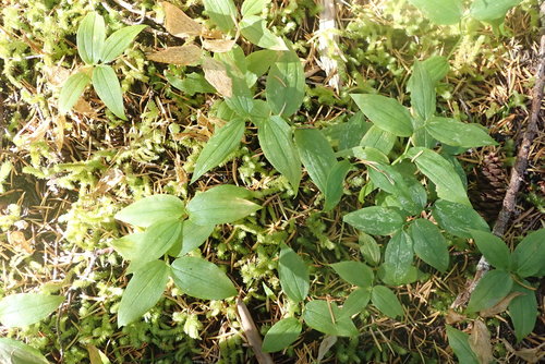 Streptopus streptopoides iNat (2)