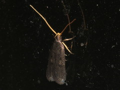 Lecithocera terrigena