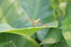 Brachythemis contaminata