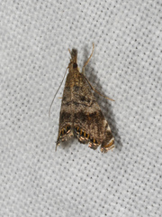 Glaucocharis dilatella