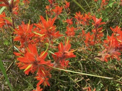 Castilleja miniata dixonii