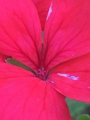 Pelargonium × hybridum