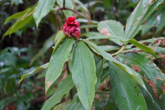 Costus lima image