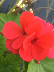 Pelargonium × hybridum