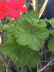 Pelargonium × hybridum
