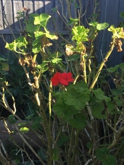 Pelargonium × hybridum