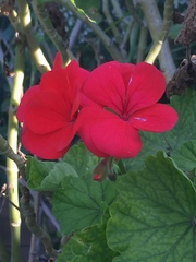 Pelargonium × hybridum